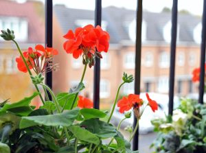 Orange geranium flowers growing low down on a balcony with houses in the distance